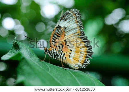 A tiger butterfly feeding on green leaves in forest
