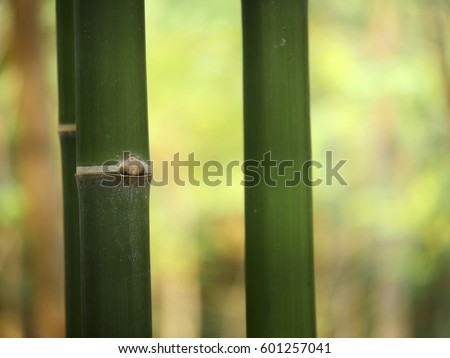 Bamboo in the garden for nature background.