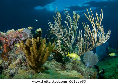 Coral Reef composition with fish aggregation. Picture taken in Broward County, Florida.