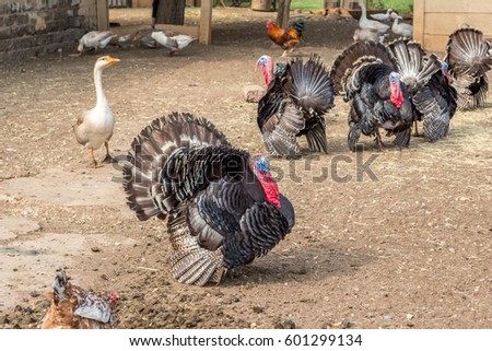 Turkeys in farm yard