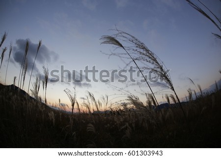  Pampas grass field at Soni Plateau. japan
