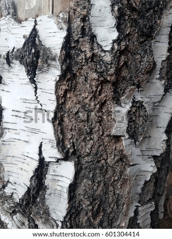 birch-tree texture