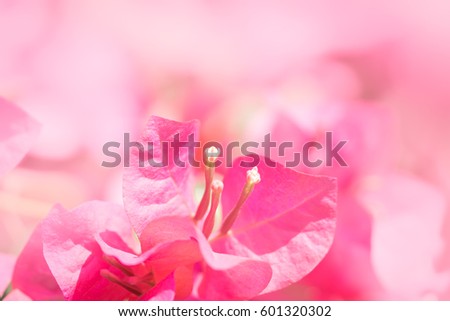 Close up nature view of pink flower under sun light. Natural green plants landscape using as a background or wallpaper.
