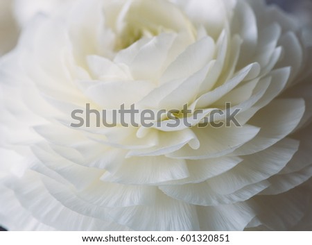 Peony flower. Background for your spring design concept