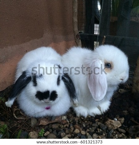 Two rabbits in portrait picture were sitting on the brown rock in front of brown background. one is white with black ears and mouth and one is white with round brown circle at the eye.