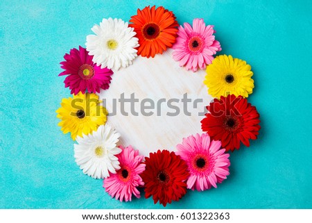 Colorful gerbera flowers on blue stone background. Top view. Copy space