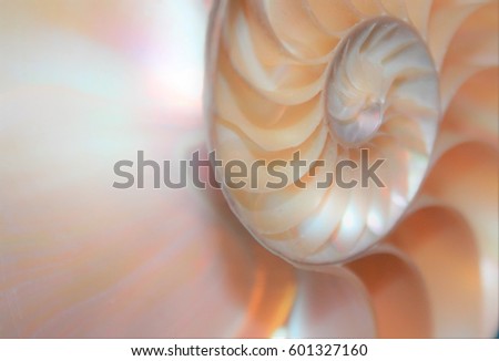 nautilus shell symmetry cross section Fibonacci spiral structure growth golden ratio calming coral pink background mollusc pearl chamber 'Nautilus pompilius' stock, photo, photograph, image, picture