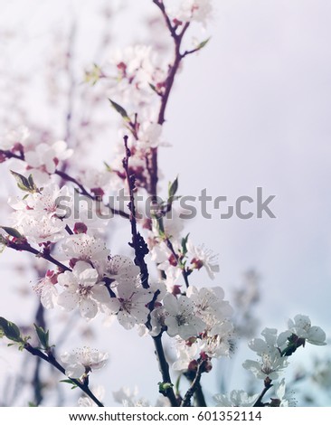 Spring flowers for background. Blossoming apple-tree branches in a sunlight in toning.