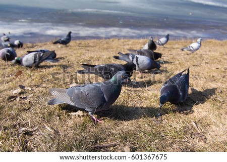 A flock of birds of pigeons pecking bread on the river bank