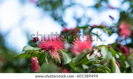 pink spiky flowers with blurry background in florida/Pink Spiky Flowers