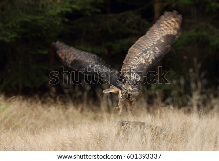 Eurasian eagle-owl in flight over a meadow in an autumn nature