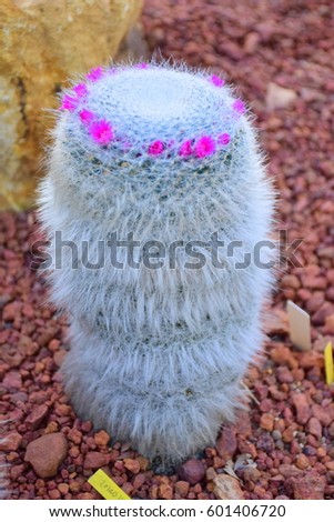 Crown flower on the cactus, pink flower for reproduction in dessert plant. White hair for cover.