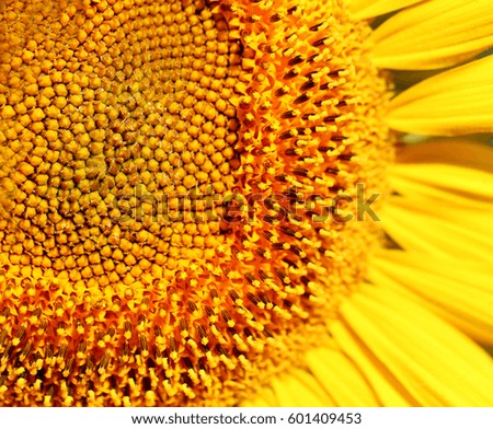 Photo of a bright macro sunflower lit by the sun