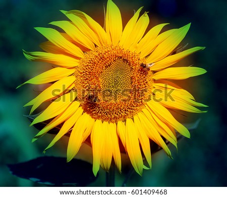 Photo of bright macro sunflower with bees in summer