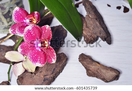 
Beautiful flowering orchid covered with dew on a white wood and wood shavings background