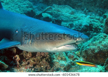Whitetip Reef Shark (Triaenodon obesus). Coiba, Panama