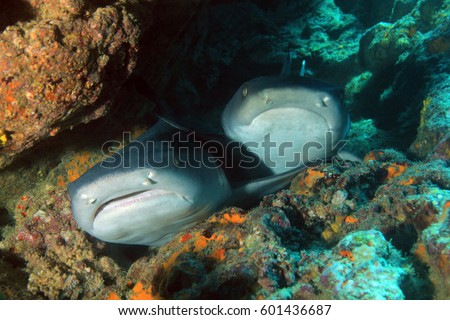 Two Whitetip Reef Sharks (Triaenodon obesus) Resting in a Cavern. Coiba, Panama