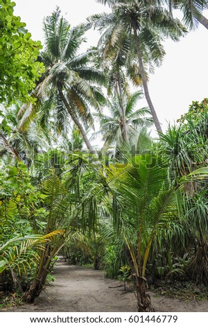 Palm leaves.Tropical Forest on the island in indian ocean.Beautiful landscape of humid tropical jungle .Picture of a tropical forest background 