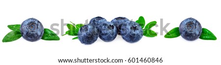Blueberries banner. Fresh blueberries with leaves in row on white background