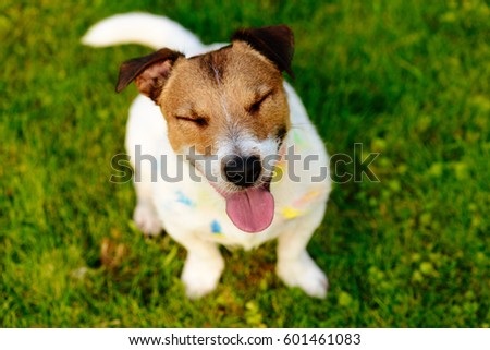 Happy dog with closed eyes and silly look stained with paint