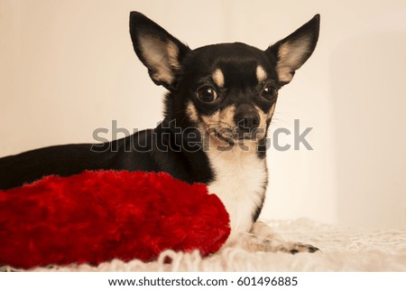 Chihuahua dog on a red pillow
