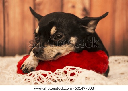 Chihuahua dog on a red pillow