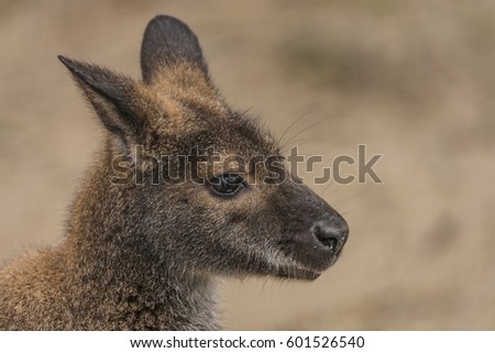 Red-necked wallaby in spring cloudy dark day