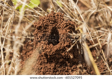 Ants in the nest