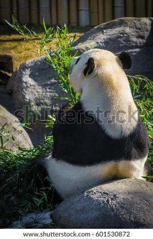 Giant panda eating handful of bamboo on a sunny day