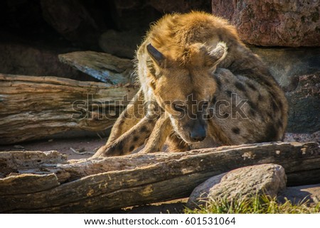 Wild hyena resting near his cave entrance