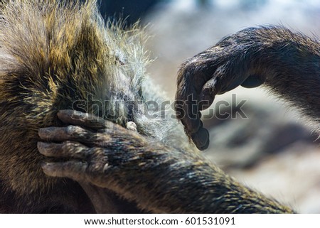 Grown olive baboon grooming family close up of hands
