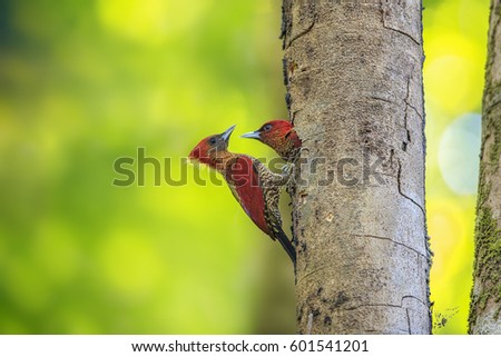 Banded Woodpecker (Picus miniaceus) make a nest on a tree.