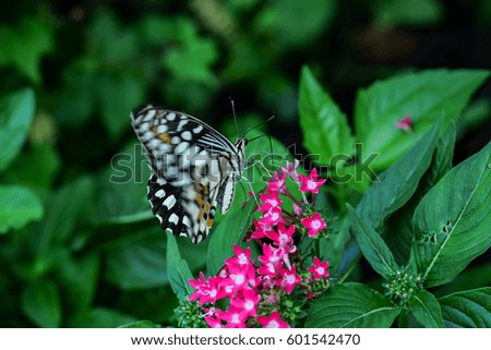 A tiger butterfly feeding on flower in a summer garden