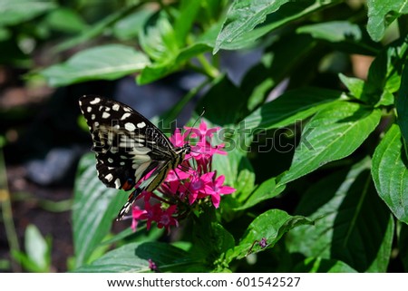 A tiger butterfly feeding on flower in a summer garden