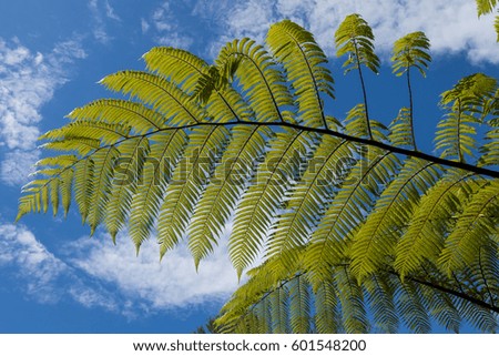 A fern leaf against the clear blue sky, a symbol of New Zealand.