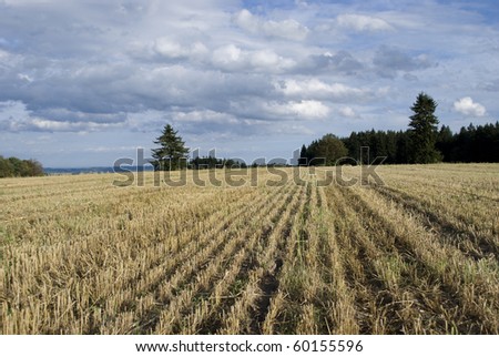 picture of czech landscape in summer