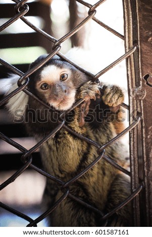 Small monkey
Monkey in the cage