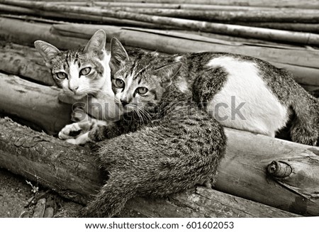 Portrait of a domestic cat with a kitten resting on dry tree branches