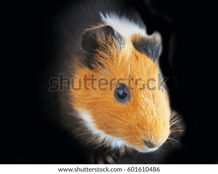 Hamster on black background