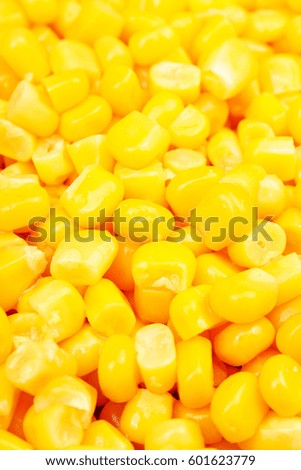 Corn texture. Yellow corns as background. Corn vegetable pattern. 