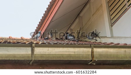 Many Pigeon on roof house Royalty-Free Stock Photo #601632284