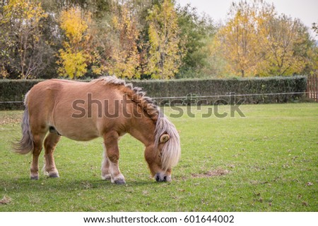 Small horse (pony) eating grass in a pasture ...