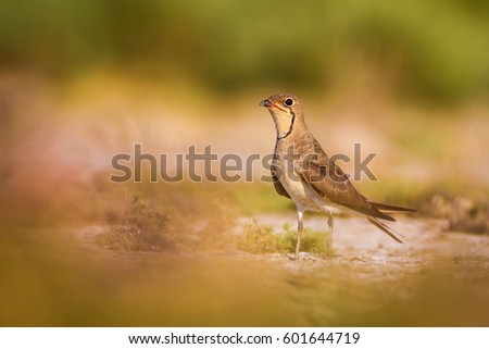 Cute bird Collared Pratincole. Warm colors nature background.
Collared Pratincole / Glareola pratincola