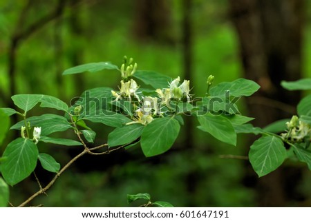 A flower of honeysuckle growing in a spring forest. 