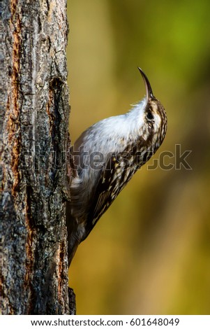 Cute bird climbing tree. Forest bird. Forest Background.
Short toed Treecreeper / Certhia brachydactyla