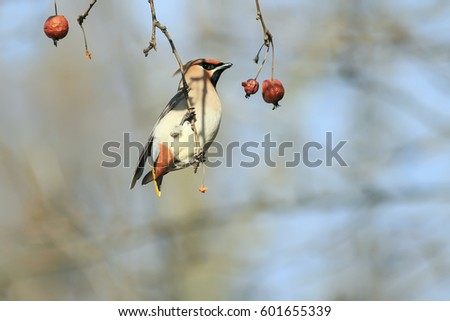 waxwings hanging on a branch of little apples