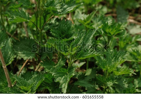 Nettle growing in the summer forest. Wild plant. 