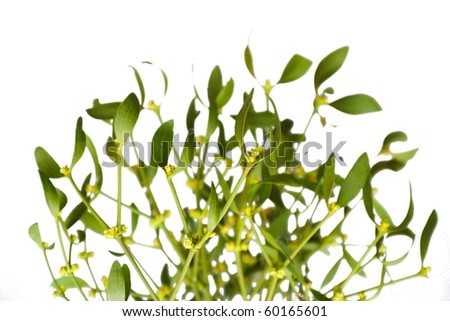 photo of mistletoe on white background