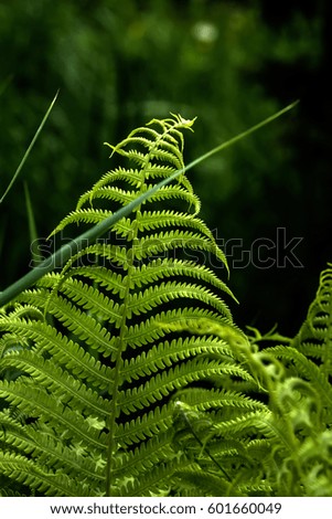 Fern growing in the summer forest. Wild plant. 