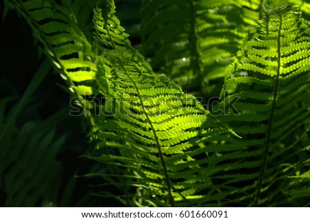 Fern growing in the summer forest. Wild plant. 